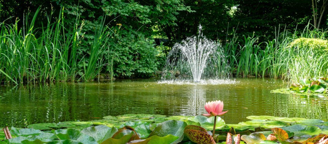 Beautiful garden pond with amazing pink water lilies or lotus flowers with a fountain in the centre